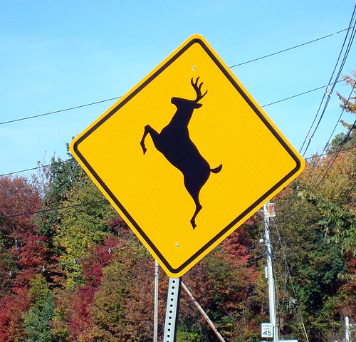Deer Crossing | by Svadilfari