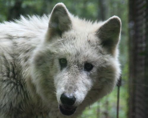 Gray Wolf 6 | by gladiator_girl21