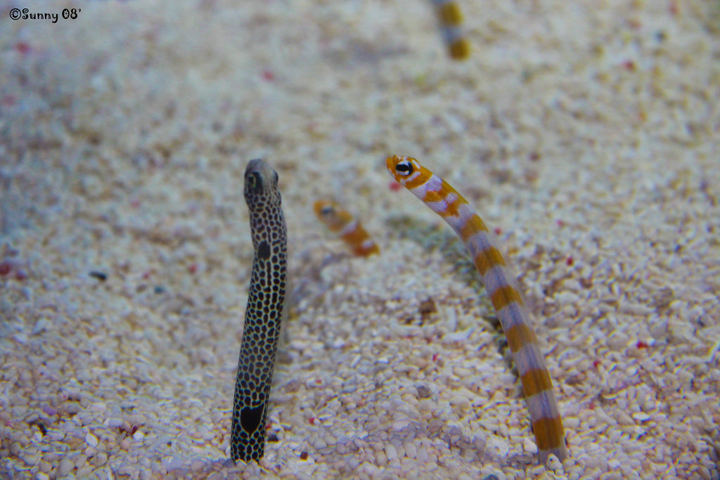 Sea Worms, This is just a pic of some cute sea wormsthey…