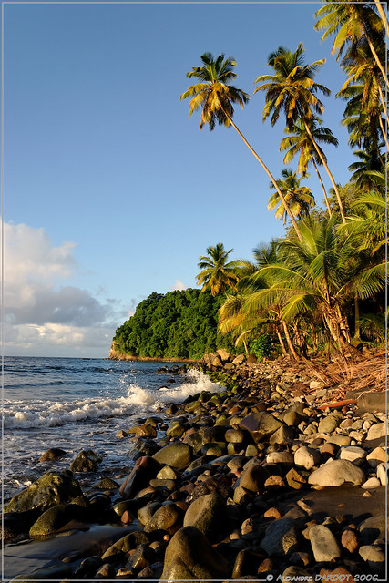 Les Galets et Cocotiers de l'Anse Couleuvre en Martinique / Stones and coconuts of Anse Couleuvre in Martinique