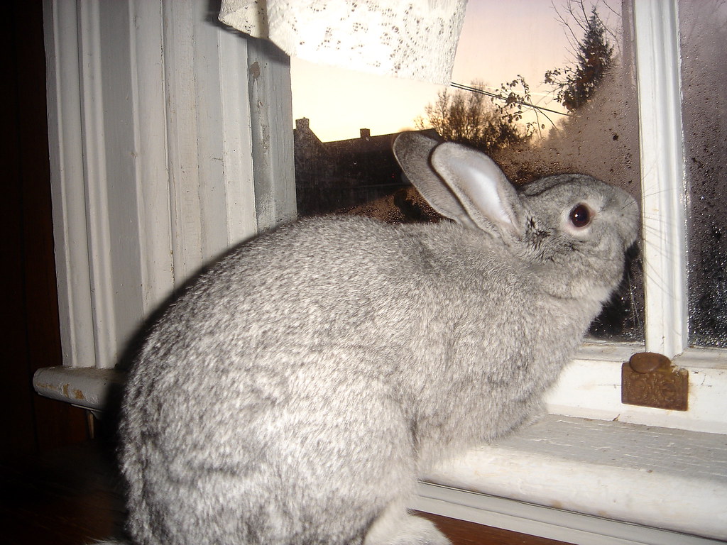 Creeper Rabbit Creeper bunny! | Sometimes, @CaprinceBunny likes to lick my … | Flickr