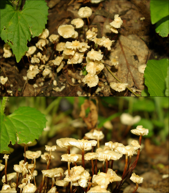 Unknown Fungus, Polly Branch Trail, Centennial Wilderness WMA, White Co, TN