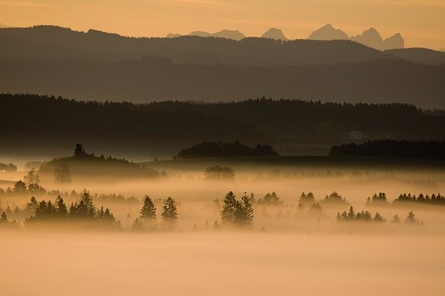 mist fog sunrise geotagged nebel cows wiese redsky dawning kühe allgäu allgaeu morgennebel sonnenaufgan cotcmostfavorited morgenroot geo:lat=47825675 geo:lon=9877224