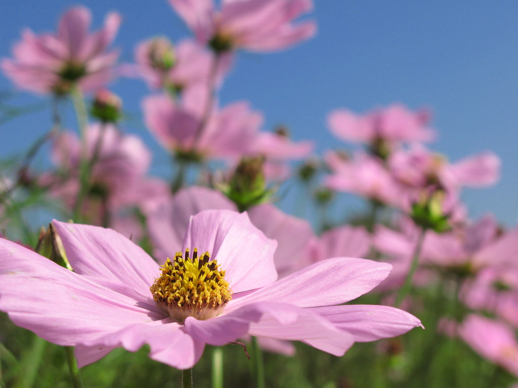 Cosmos コスモス Gunma Flower Park Maebashi Shi City Gunma Flickr