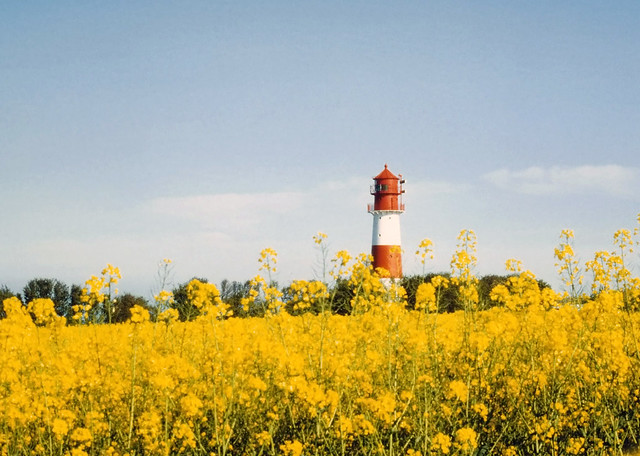 Lighthouse surrounded by Rape - Gelting, Germany