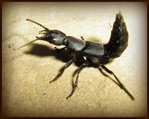 devil's coach-horse beetle | by midnight raven