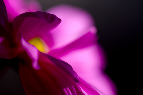 flower | by hassy64