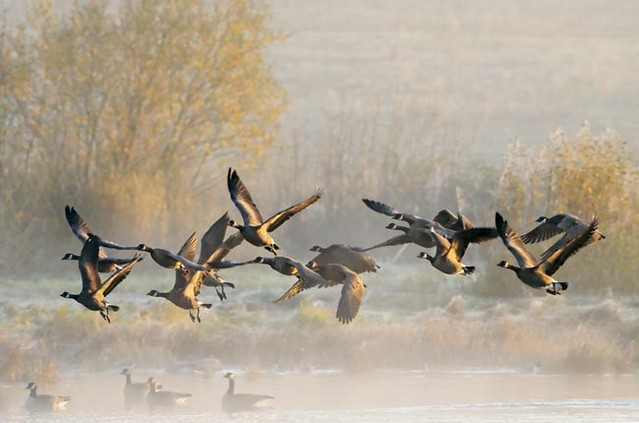 Foggy Morning Canada Geese