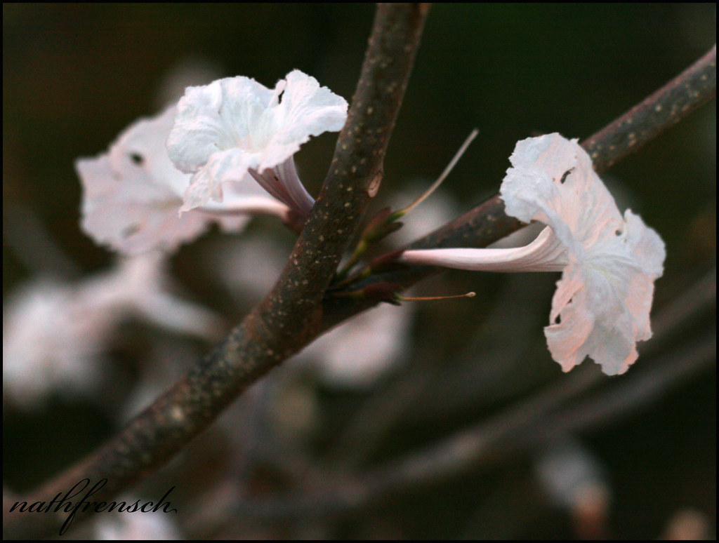 Flor de Ipê Branco | Nathalia Frensch | Flickr