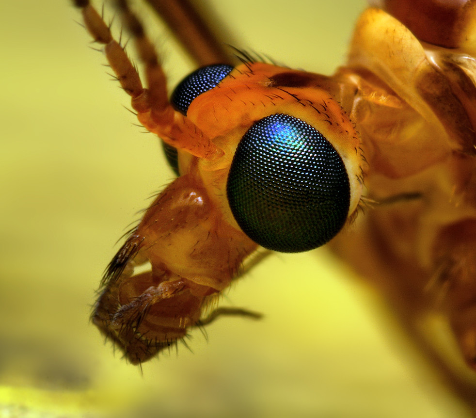 Глаза насекомых имеют. Фасеточные глаза у бабочки. Фасеточные глаза мухи.