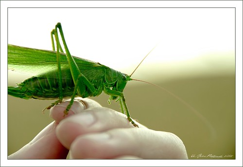 Grasshopper on Hand - Close Up by Um Abbas