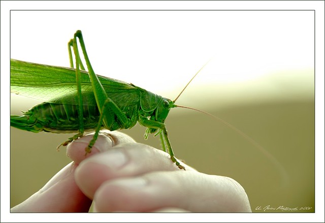 Grasshopper on Hand - Close Up