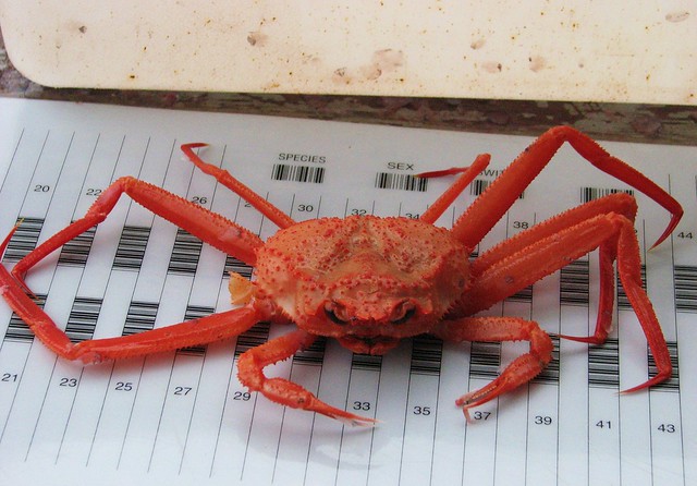 Triangle Tanner Crab (Chionoecetes angulatus)