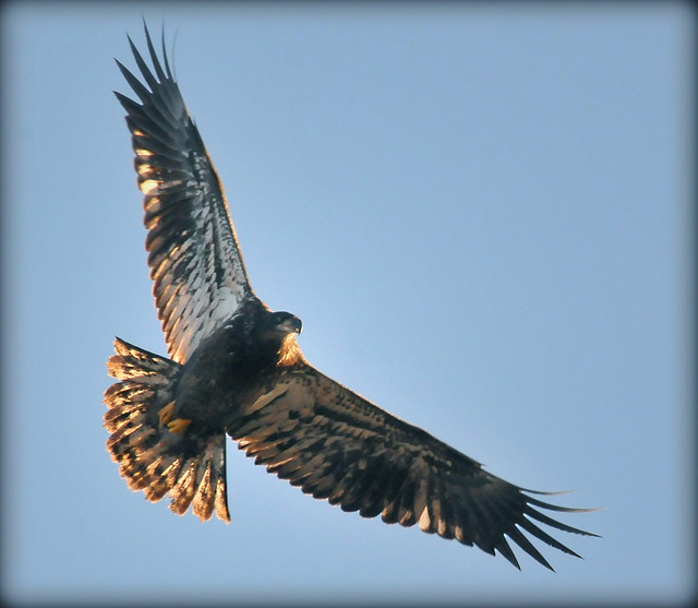 Backlit Juvenile Bald Eagle