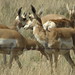 Flickr photo 'Pronghorn Antelope in Arizona' by: yokohamayomama.