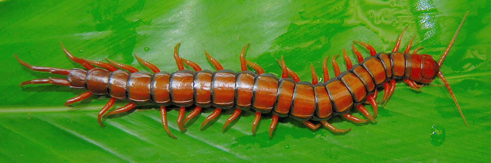 Jerry Insect In English insect | Flickr