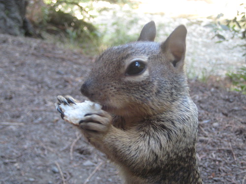 Big Sur Squirrel | by NIN 013