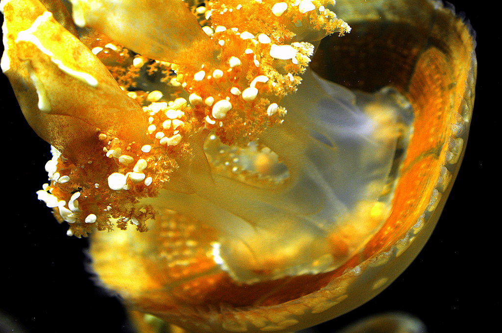 Cream Jellyfish by tibchris