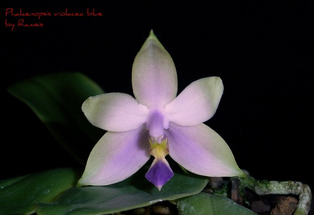 Phalaenopsis violacea blue