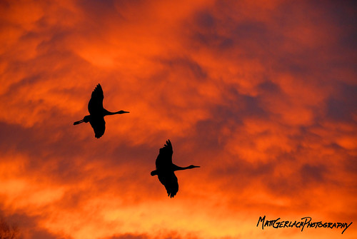 two orange birds clouds sunrise flying purple flight indiana soar sandhillcranes jasperpulaskifishandwildliferefuge birdsnw09