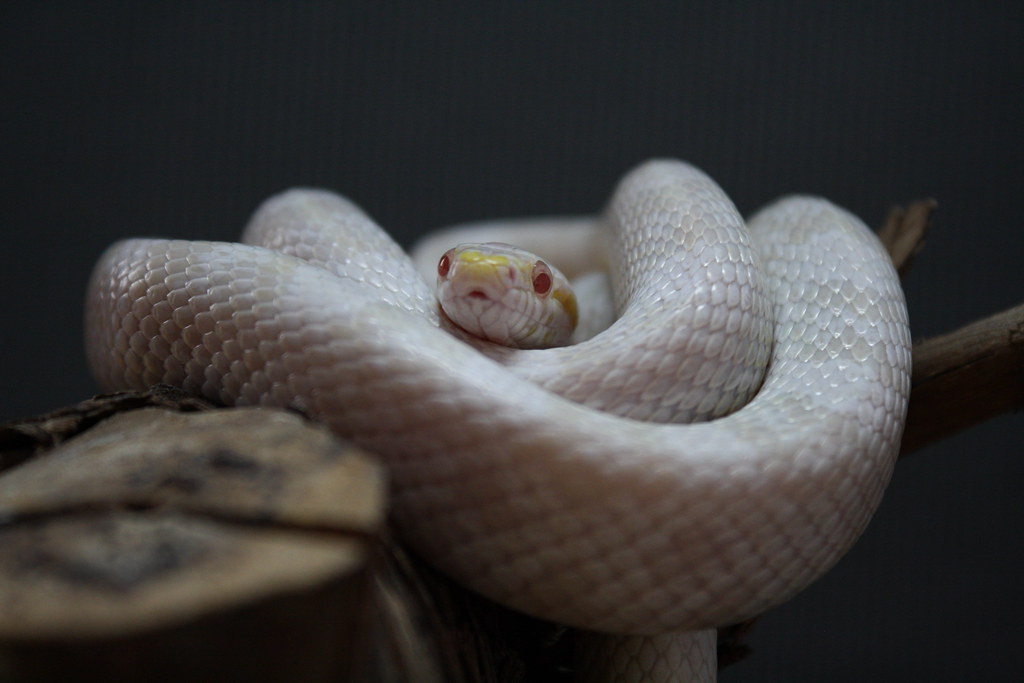 Stunningly Rare Albino Animals - albino Corn snakes