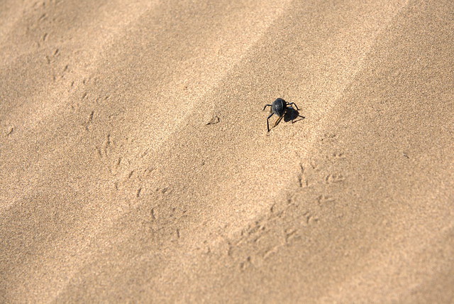 A beetle in the sands