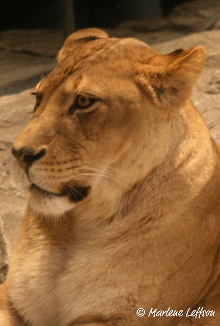 Lion, MGM Grand