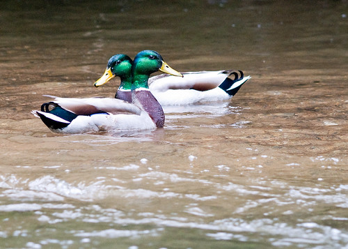 DSC_0187 Two heads are better, water river opposite mallards facing twoheadsarebetter sauconcreek