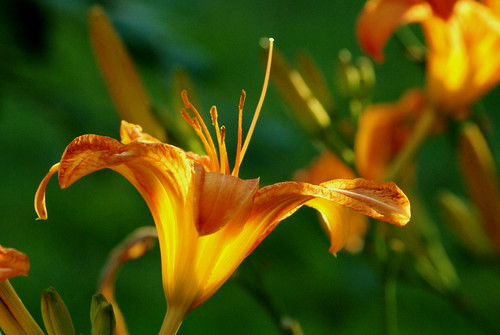 Day lily at the end of the day | They only last a day... | Flickr