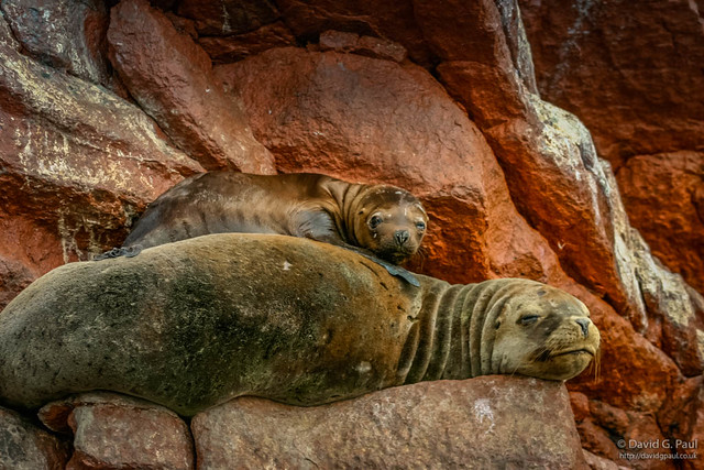 Sea Lions sitting on rocks of the Ballestas Islands