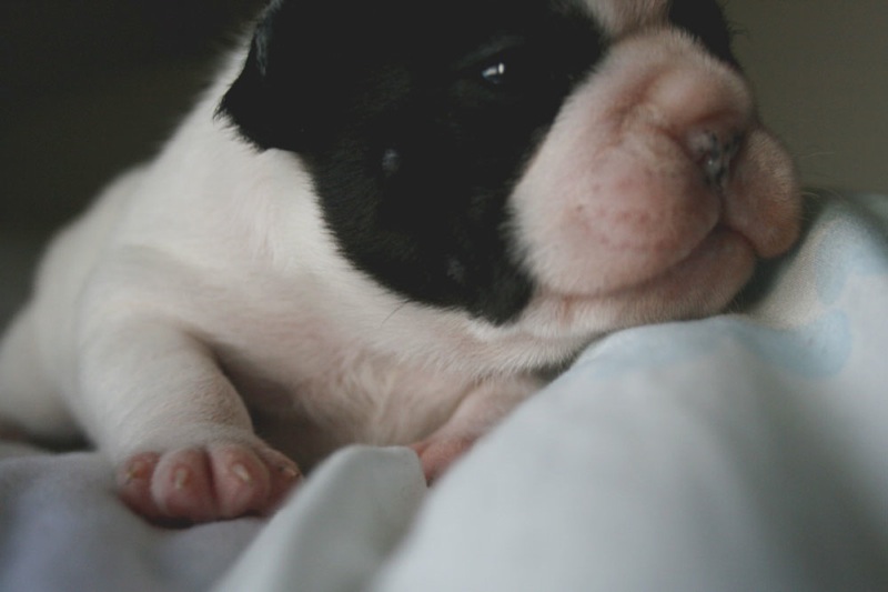 Heart 2 Week Old French Bulldog Puppy Flickr