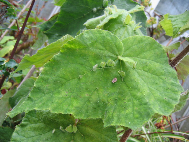 Begonia hispida var. cucullifera