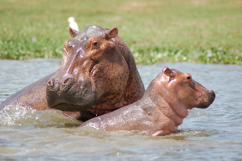 wildlife mother hippo uganda calf murchisonfalls nichargregory