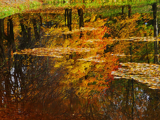 Autumn sketches: Fall reflection