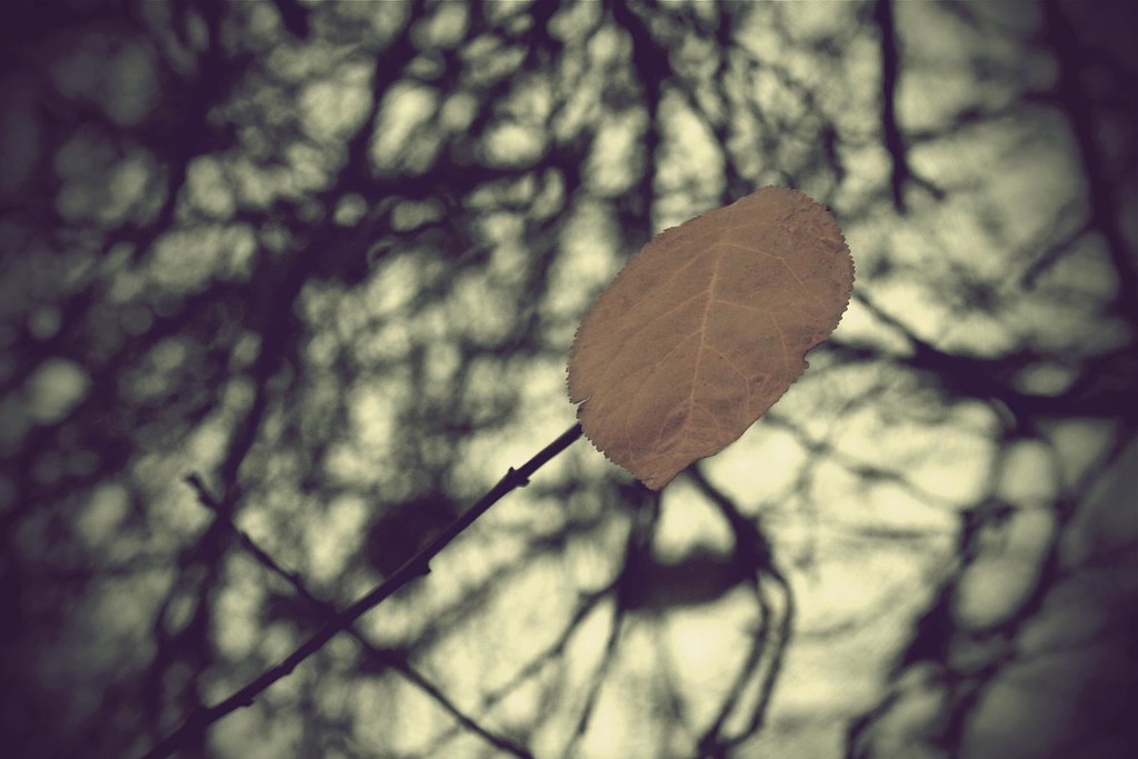 The Sound of Silence: Leaf
