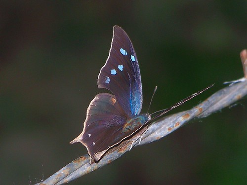 memphis pithyusa [pale-spotted leafwing] dorsal 081019 1000799 los troncones mx | by fsmodel