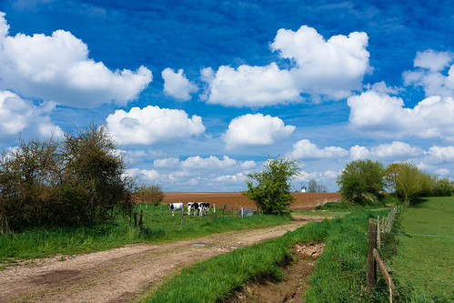 windmill cow spring belgium pasture agriculture brabant grazing wallon opprebais waalsbrabant