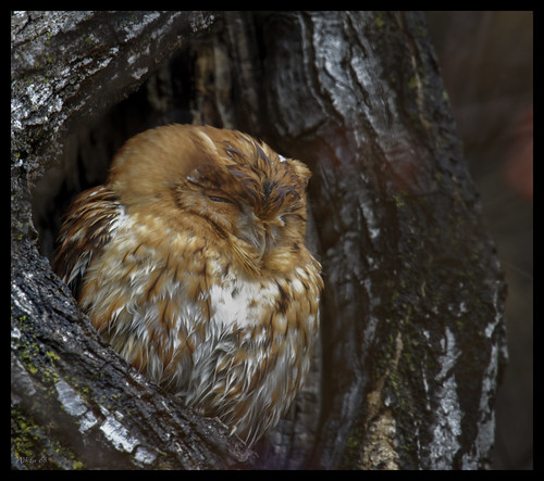 easternscreechowl screechowl owl grafton illinois nikon d800 600mmnikkor