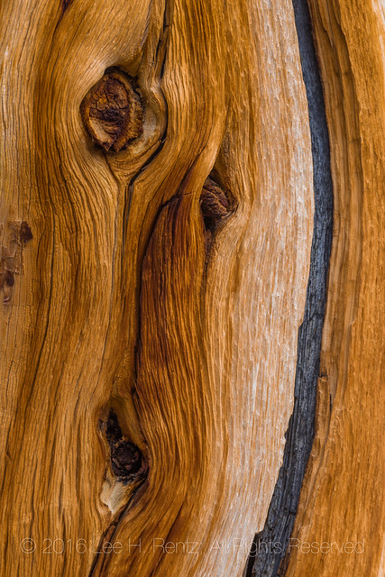 Limber Pine with Exposed Wood in Great Basin National Park