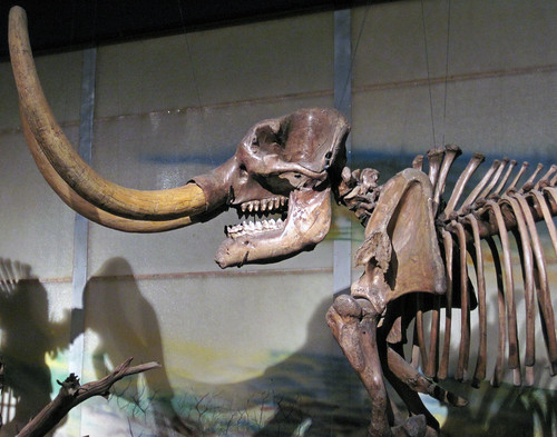Mammut americanum (American mastodon) (Upper Pleistocene; … | Flickr