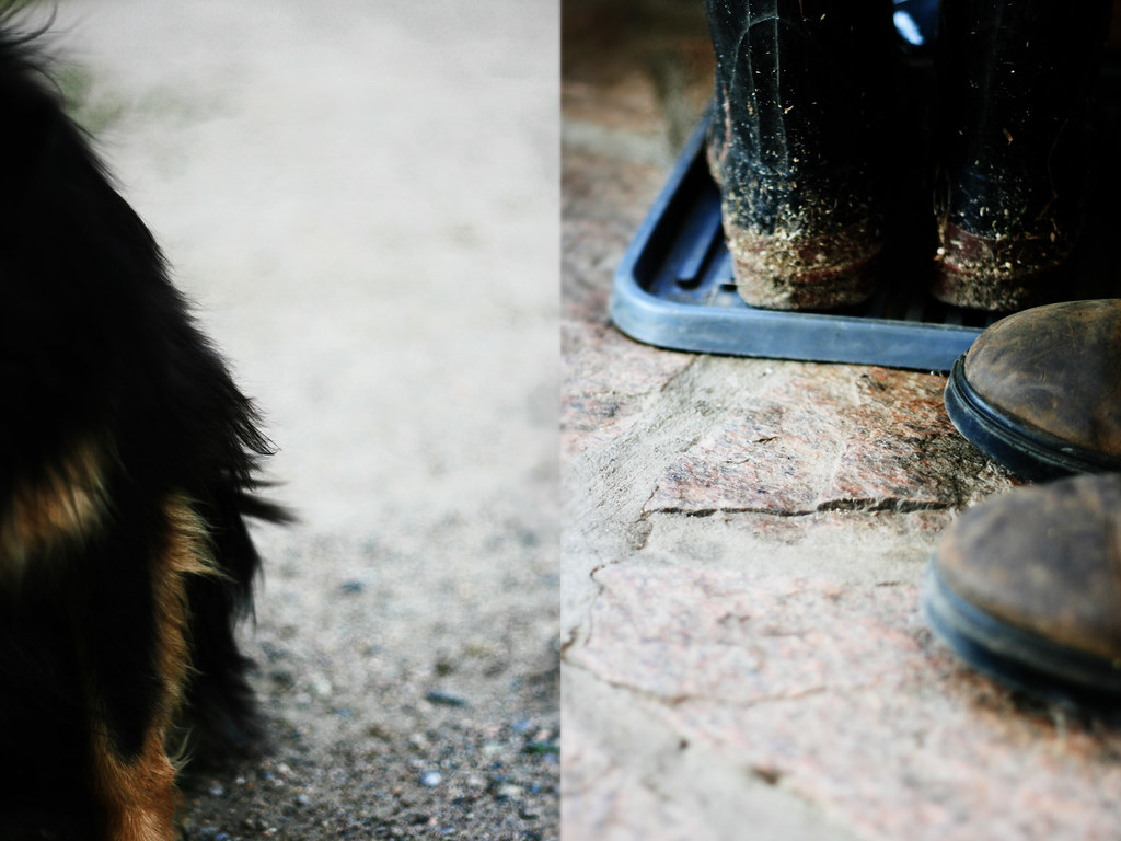farm dog and farm boots by DHUM