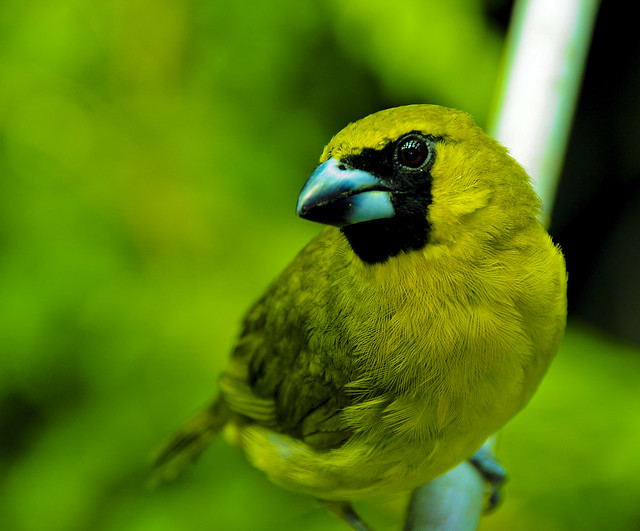 Really pretty green bird : yellow-green grosbeak