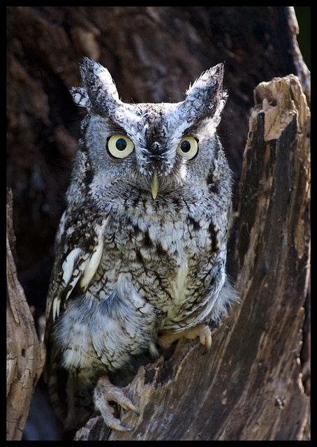 Eastern screech owl 15