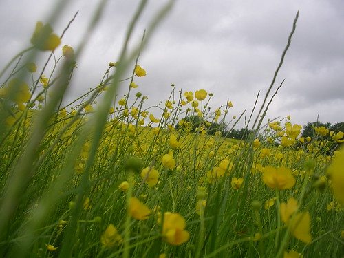 Buttercups Wakes Colne to Bures Spectacular show of....