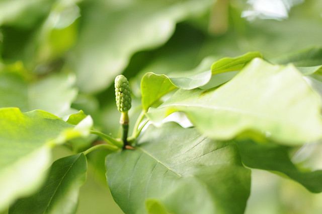 Cucumber tree - Magnolia accuminata | Photos of the Past | Flickr