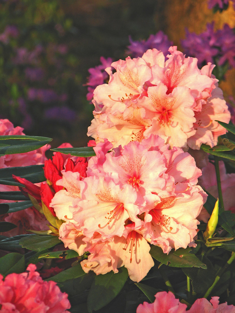 Pretty Baby 3 | Rhododendron ‘Pretty Baby’ — (‘Cornubia’ x d… | Flickr