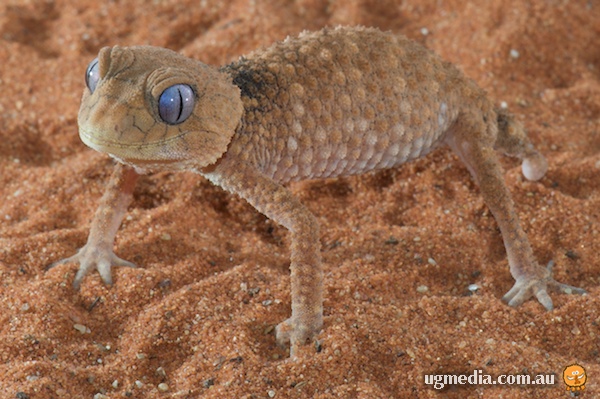 Prickly knob-tailed gecko (Nephrurus asper)