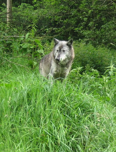 wolves at wolfwatch uk | by merlins mum