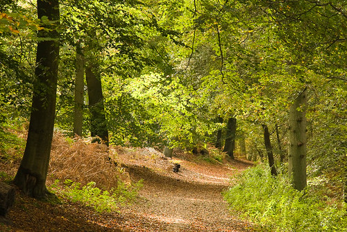 Abinger Roughs Abinger Roughs, above the hamlet of Abinger, is an area of woodland with scrub, grassland, beech, conifers and a nature trail. Its name refers to the area's former use as rough pasture land