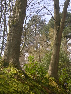 bank with trees Witney to Haslemere